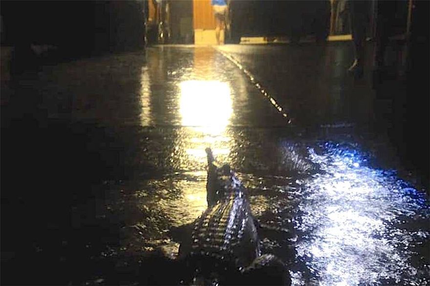 Πλημμύρισε το Κουίνσλαντ - Βγήκαν οι κροκόδειλοι στους δρόμους! - Φωτογραφία 4