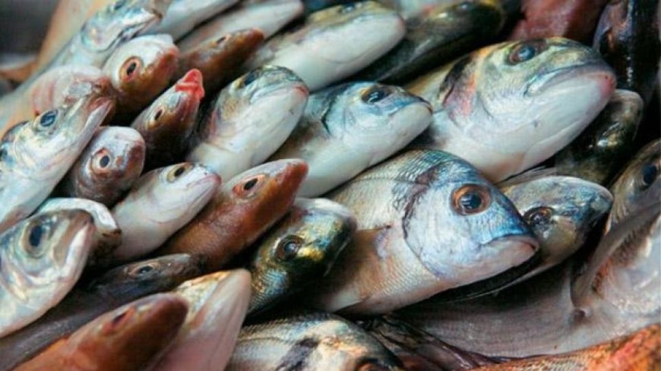 Δέσμευση 120 κιλών ψαριών σε επιχείρηση του Πειραιά - Φωτογραφία 1