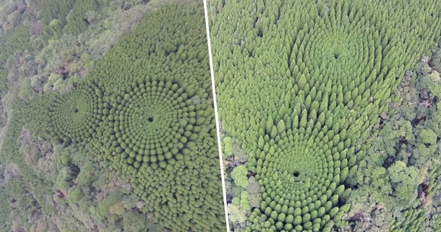 Τι συμβαίνει με τους μυστηριώδεις κύκλους στα δέντρα σε χωριό της Ιαπωνίας - Φωτογραφία 1