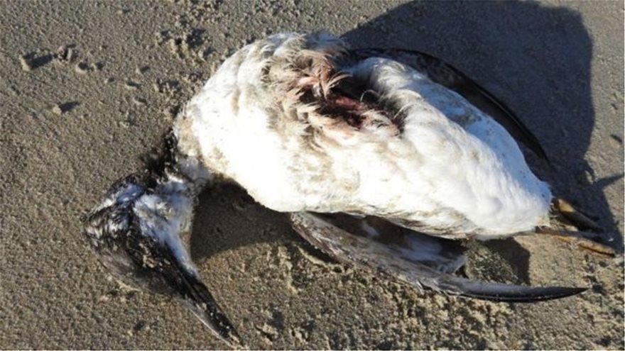 Μυστήριο με τον θάνατο 20.000 θαλασσοπουλιών στις ακτές της Ολλανδίας - Φωτογραφία 2