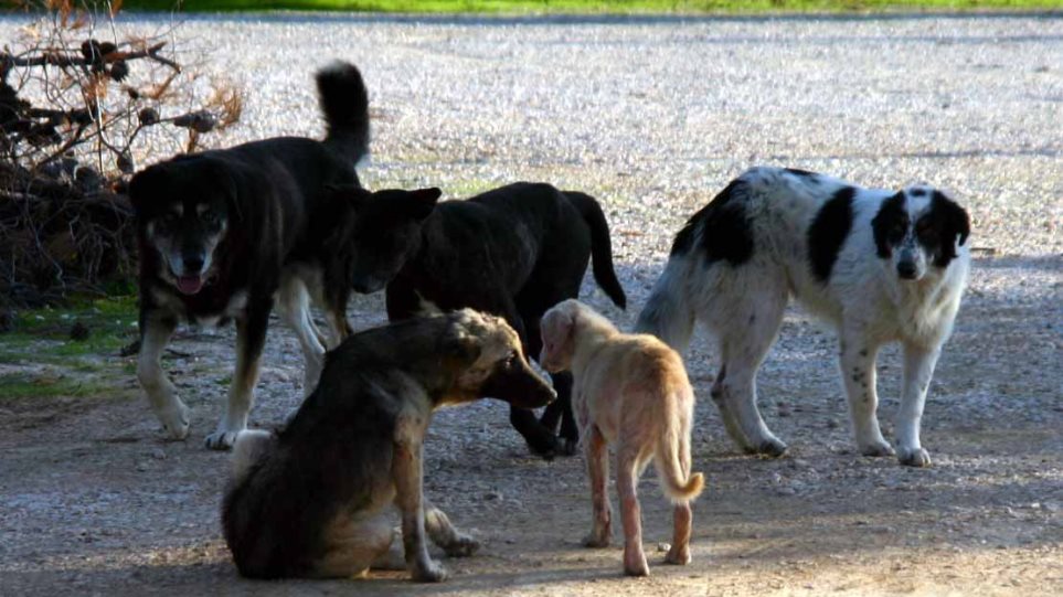 Δεκάδες σκυλιά βρέθηκαν σε βαν στη Μαγνησία - Φωτογραφία 1