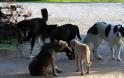 Δεκάδες σκυλιά βρέθηκαν σε βαν στη Μαγνησία