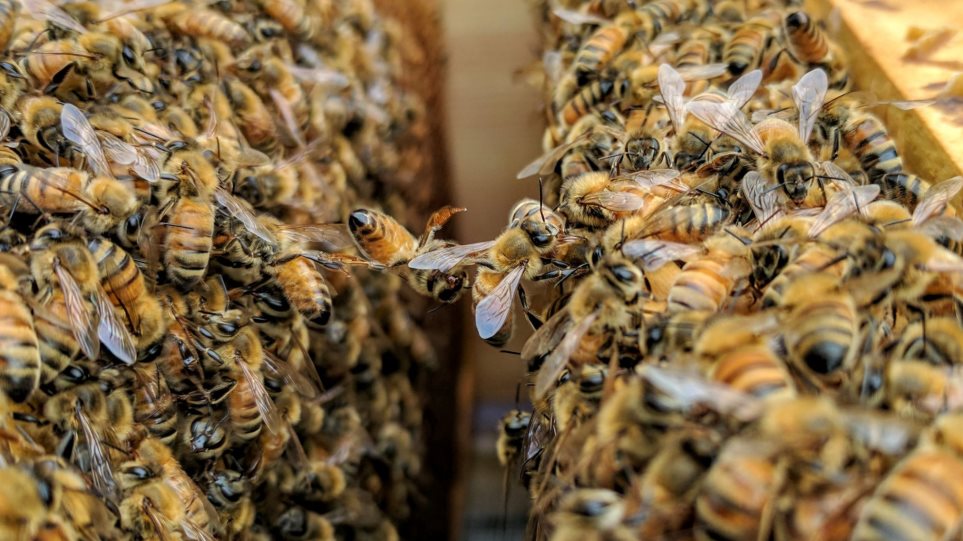 Οι μέλισσες… ξέρουν μαθηματικά: Μπορούν να κάνουν πρόσθεση και αφαίρεση - Φωτογραφία 1
