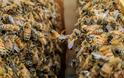 Οι μέλισσες… ξέρουν μαθηματικά: Μπορούν να κάνουν πρόσθεση και αφαίρεση