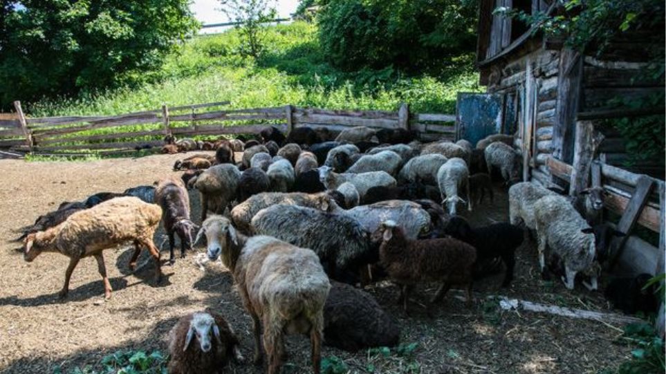 Κερατέα. Φυλάκιση έξι μηνών σε κτηνοτρόφο για τις συνθήκες φύλαξης των ζώων - Φωτογραφία 1