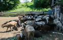 Κερατέα. Φυλάκιση έξι μηνών σε κτηνοτρόφο για τις συνθήκες φύλαξης των ζώων