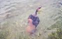 Ναύπλιο: Μεγάλο χταπόδι άρπαξε κορμοράνο [εικόνες και βίντεο]