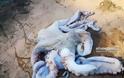 Ναύπλιο: Μεγάλο χταπόδι άρπαξε κορμοράνο [εικόνες και βίντεο] - Φωτογραφία 3