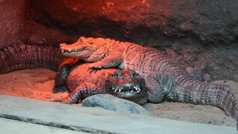 Αρσενικός αλιγάτορας αδυνατεί να ζευγαρώσει εδώ και 50 χρόνια λόγω μεγέθους... γεννητικών οργάνων - Φωτογραφία 1