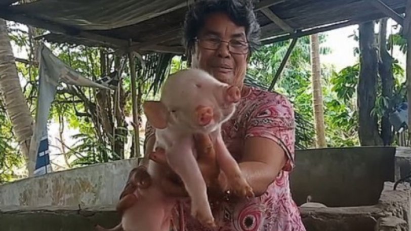 Γουρούνι «τέρας» στις Φιλιππίνες: Γεννήθηκε με δύο κεφάλια, δύο μουσούδες και τρία μάτια - Φωτογραφία 1