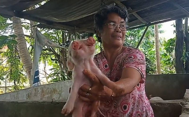 Γουρούνι «τέρας» στις Φιλιππίνες: Γεννήθηκε με δύο κεφάλια, δύο μουσούδες και τρία μάτια - Φωτογραφία 2