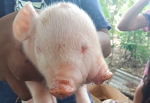 Γουρούνι «τέρας» στις Φιλιππίνες: Γεννήθηκε με δύο κεφάλια, δύο μουσούδες και τρία μάτια - Φωτογραφία 3