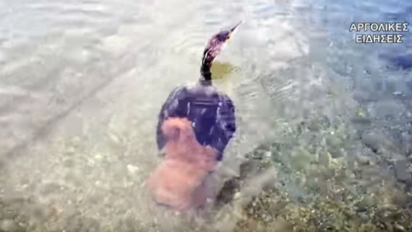 Χταπόδι προσπάθησε να πνίξει κορμοράνο σε παραλία του Ναυπλίου (vid) - Φωτογραφία 1