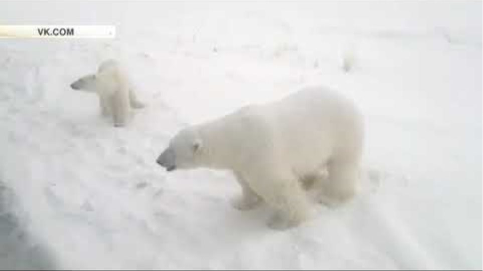Πολικές αρκούδες «εισέβαλαν» σε ρωσική πόλη και ψάχνουν φαγητό! - Φωτογραφία 2