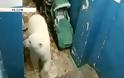 Πολικές αρκούδες «εισέβαλαν» σε ρωσική πόλη και ψάχνουν φαγητό! - Φωτογραφία 1