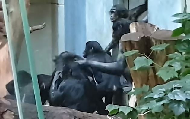 Σώστε τον Μπίλι: Τρομακτικό bullying πιθήκων σε χιμπατζή μέσα σε ζωολογικό κήπο - Φωτογραφία 2