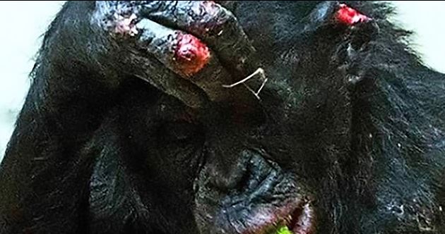 Σώστε τον Μπίλι: Τρομακτικό bullying πιθήκων σε χιμπατζή μέσα σε ζωολογικό κήπο - Φωτογραφία 3