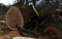 Στον ΠΡΟΔΡΟΜΟ Ξηρομέρου λαθροϋλοτόμοι έκοψαν αιωνόβιες βελανιδιές | ΦΩΤΟ - Φωτογραφία 5