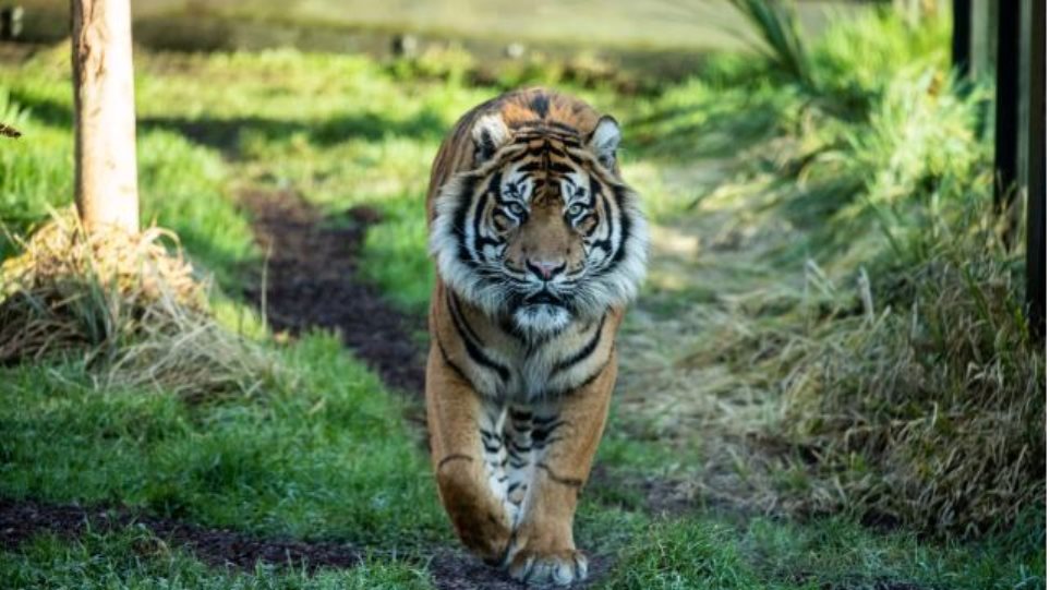 Τίγρης σκότωσε το ταίρι που του έφεραν - Φωτογραφία 1