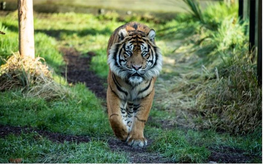Τίγρης σκότωσε το ταίρι που του έφεραν - Φωτογραφία 2