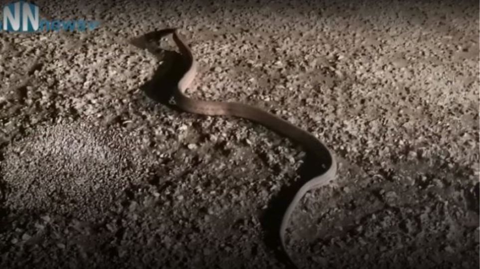 Φίδι μέσα στο Φλεβάρη σε δρόμο στην Αιτωλοακαρνανία! - Φωτογραφία 1