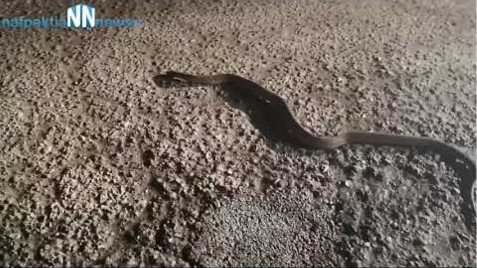 Φίδι μέσα στο Φλεβάρη σε δρόμο στην Αιτωλοακαρνανία! - Φωτογραφία 2