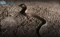 Φίδι μέσα στο Φλεβάρη σε δρόμο στην Αιτωλοακαρνανία! - Φωτογραφία 1