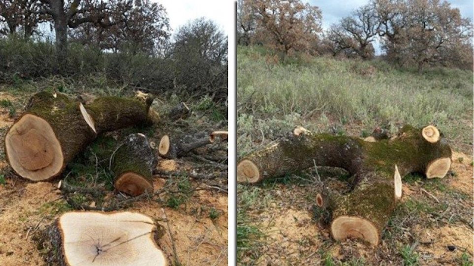 Λαθροϋλοτόμοι έκοψαν αιωνόβιες δρύες από το δάσος του Ξηρομέρου - Φωτογραφία 1