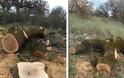 Λαθροϋλοτόμοι έκοψαν αιωνόβιες δρύες από το δάσος του Ξηρομέρου