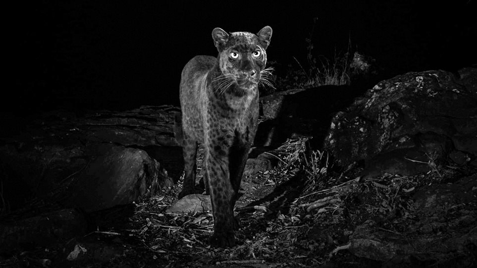 Φωτογράφος απαθανάτισε για πρώτη φορά μετά από 100 χρόνια μαύρη λεοπάρδαλη στην Αφρική - Φωτογραφία 1