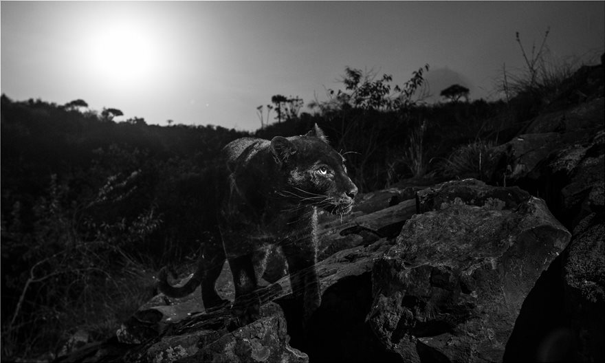 Φωτογράφος απαθανάτισε για πρώτη φορά μετά από 100 χρόνια μαύρη λεοπάρδαλη στην Αφρική - Φωτογραφία 2