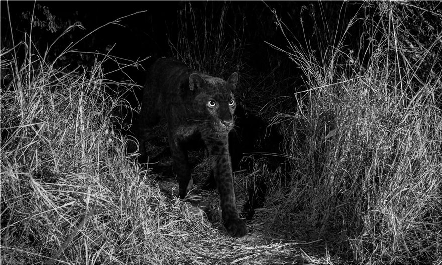 Φωτογράφος απαθανάτισε για πρώτη φορά μετά από 100 χρόνια μαύρη λεοπάρδαλη στην Αφρική - Φωτογραφία 3