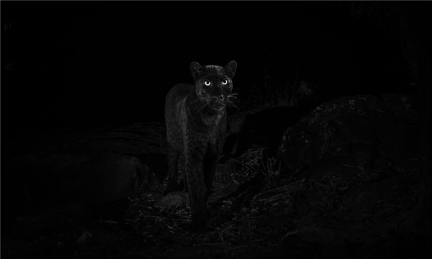 Φωτογράφος απαθανάτισε για πρώτη φορά μετά από 100 χρόνια μαύρη λεοπάρδαλη στην Αφρική - Φωτογραφία 4