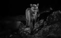 Φωτογράφος απαθανάτισε για πρώτη φορά μετά από 100 χρόνια μαύρη λεοπάρδαλη στην Αφρική - Φωτογραφία 1
