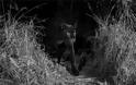 Φωτογράφος απαθανάτισε για πρώτη φορά μετά από 100 χρόνια μαύρη λεοπάρδαλη στην Αφρική - Φωτογραφία 3