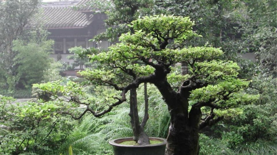 Έκκληση στον κλέφτη του μπονσάι του κάνει Ιάπωνας κηπουρός: Να μας το ποτίζετε... - Φωτογραφία 1
