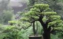 Έκκληση στον κλέφτη του μπονσάι του κάνει Ιάπωνας κηπουρός: Να μας το ποτίζετε...