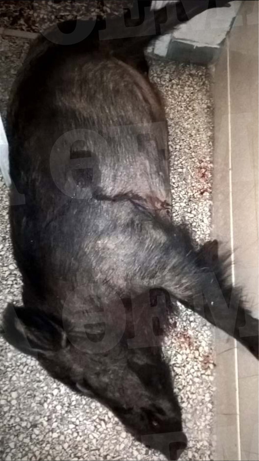 Δολοφονία Σταματιάδη: Οι φωτογραφίες του αγριογούρουνου που οδήγησαν στους φονιάδες - Φωτογραφία 2