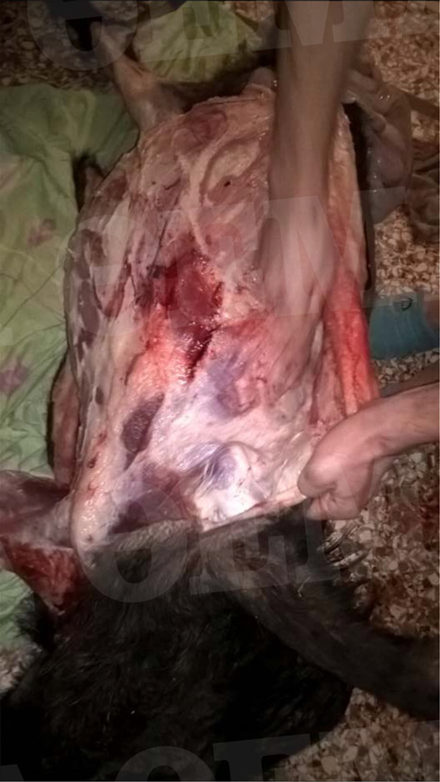 Δολοφονία Σταματιάδη: Οι φωτογραφίες του αγριογούρουνου που οδήγησαν στους φονιάδες - Φωτογραφία 3