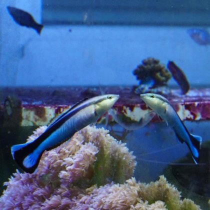 Το ψάρι που αναγνωρίζει τον εαυτό του στον καθρέπτη - Φωτογραφία 1
