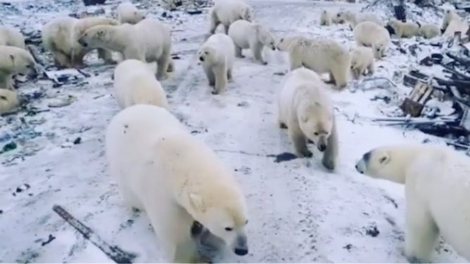 Ήρθη η κατάσταση έκτακτης ανάγκης στη Νόβαγια Ζεμλιά λόγω της εισβολής πολικών αρκούδων - Φωτογραφία 1