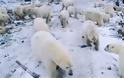 Ήρθη η κατάσταση έκτακτης ανάγκης στη Νόβαγια Ζεμλιά λόγω της εισβολής πολικών αρκούδων