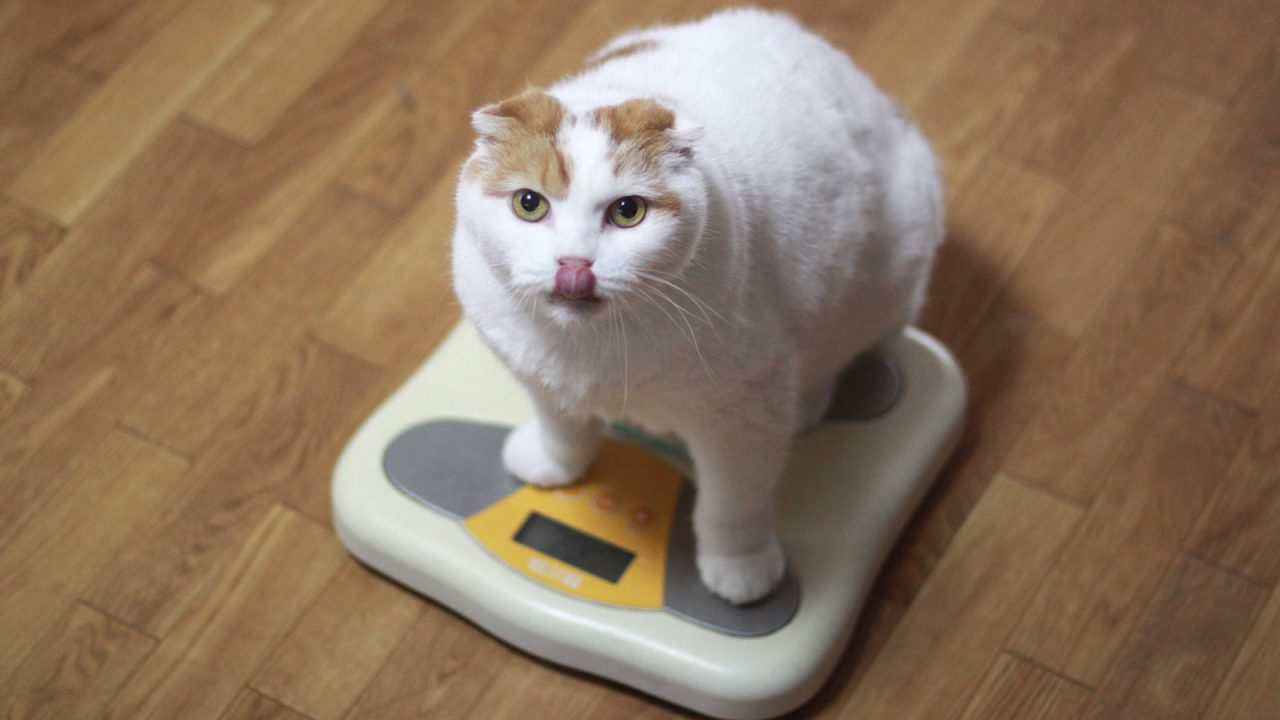 Παχυσαρκία: Η ανθρώπινη επιδημία «χτυπά» τον σκύλο και τη γάτα - Φωτογραφία 1