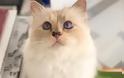 Choupette: Η γάτα του Καρλ Λάγκερφελντ αποχαιρετά τον «μπαμπά» της