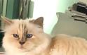 Choupette: Η γάτα του Καρλ Λάγκερφελντ αποχαιρετά τον «μπαμπά» της - Φωτογραφία 2