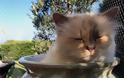 Choupette: Η γάτα του Καρλ Λάγκερφελντ αποχαιρετά τον «μπαμπά» της - Φωτογραφία 3