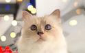 Choupette: Η γάτα του Καρλ Λάγκερφελντ αποχαιρετά τον «μπαμπά» της - Φωτογραφία 4