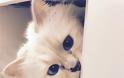 Choupette: Η γάτα του Καρλ Λάγκερφελντ αποχαιρετά τον «μπαμπά» της - Φωτογραφία 5