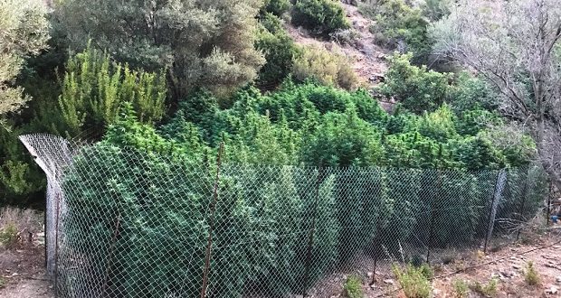 Κρήτη: Του πέρασαν χειροπέδες για μεγάλη φυτεία κάνναβης - Φωτογραφία 1