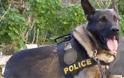 Κέρκυρα: Η σκυλίτσα Vamma «τσάκωσε» διακινητή με ενάμισι κιλό χασίς
